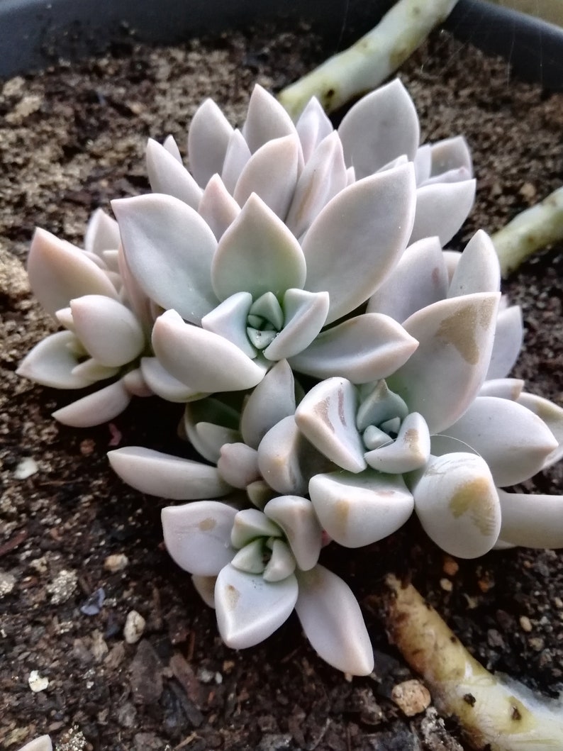 Graptopetalum paraguayense / Mother-of-pearl Plant / Cotyledon paraguayensis / Echeveria weinbergii / Ghost Plant,/ Mother-of-pearl Plant image 7