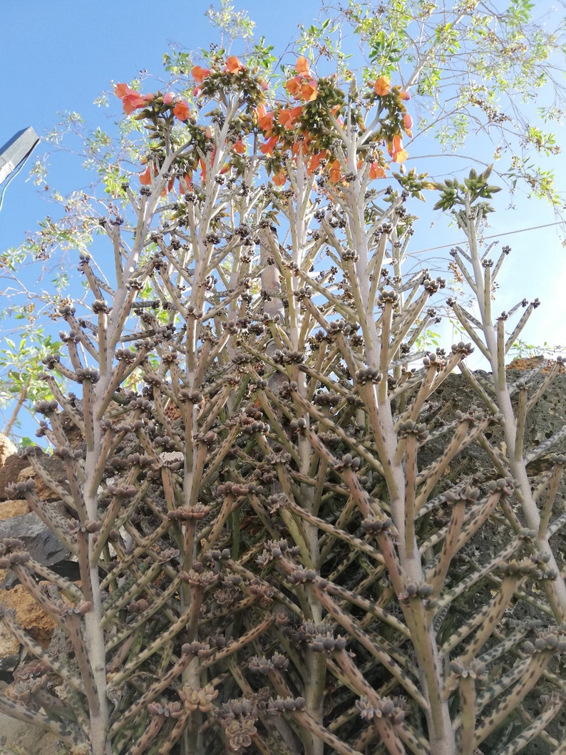 kalanchoe Delagoensis / Kalanchoe Tubiflora / Bryophyllum delagoense / Bryophyllum tubiflorum / Bryophyllum verticillatum image 8
