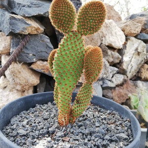 Opuntia microdasys subsp. Rufida / Reddish Nopal/ cactus red bunny ears image 2