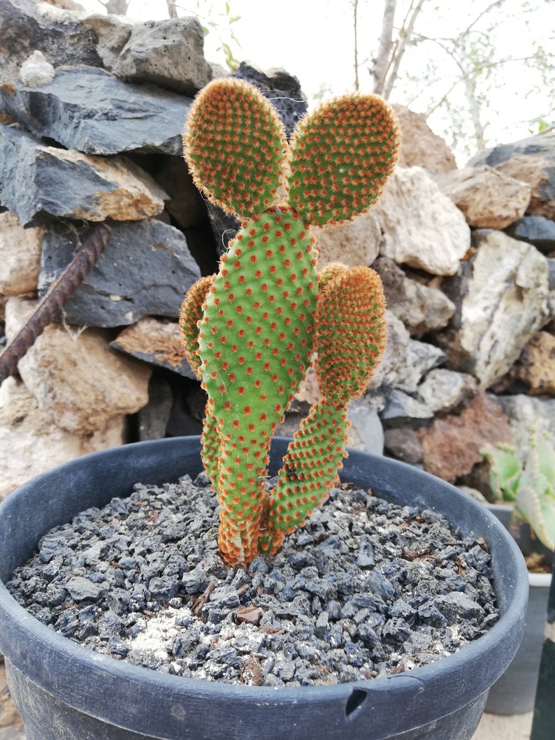 Opuntia microdasys subsp. Rufida / Reddish Nopal/ cactus red bunny ears image 2