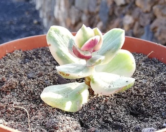 Crassula ovata tricolor / bunte Jadepflanze /