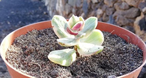 Crassula Ovata Tricolor / Variegated Jade Plant / - Etsy Ireland