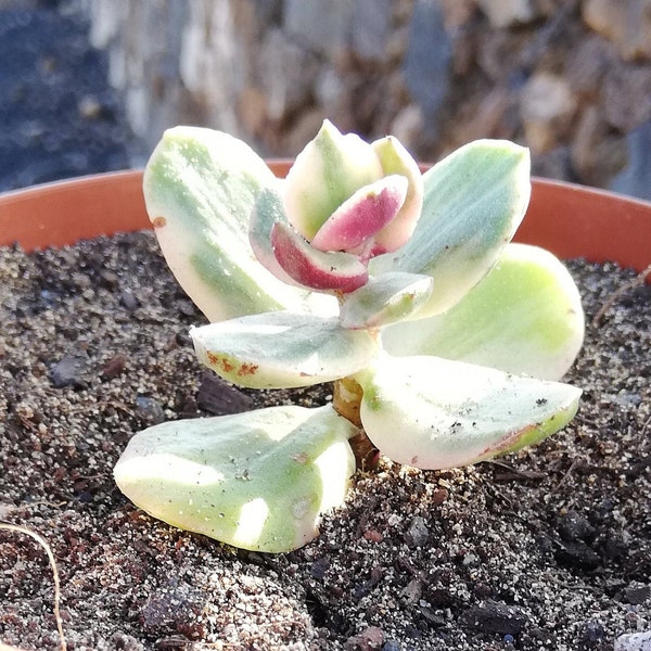 crassula ovata tricolor / variegated jade plant /