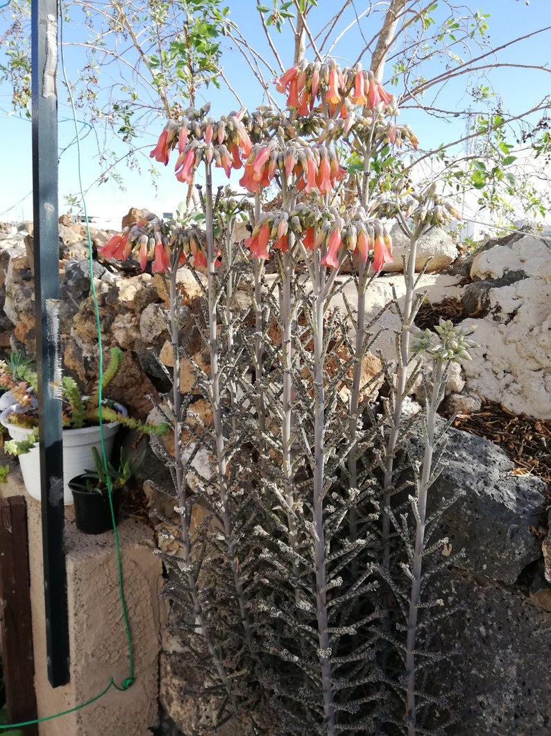 kalanchoe Delagoensis / Kalanchoe Tubiflora / Bryophyllum delagoense / Bryophyllum tubiflorum / Bryophyllum verticillatum image 9