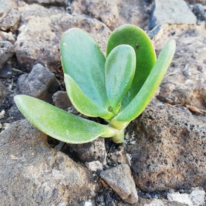 Crassula Ovata Jade Plant Crassula portulacea, Cotyledon lutea, Cotyledon ovata, Crassula argentea, Crassula articulata, Toelkenia ovata image 4