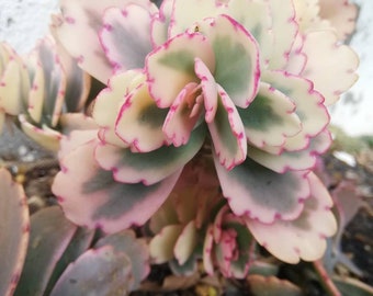 Kalanchoe Fedtschenkoi Aurora Borealis/Live succulent/levende plant/2 bladeren voor voortplanting/Mooie zeldzame succulent/uniek/liefde