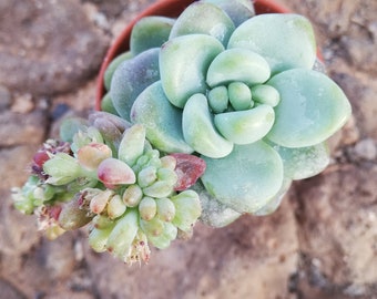 sedum clavatum / 2 hojas para su propagacion / 2 leaf for propagation /Clubmoss Stonecrop/S. clavatum R.T. Clausen/ Tiscalatengo Gorge Sedum