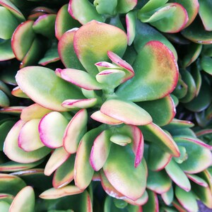 crassula ovata Hummel's sunset / Golden jade tree image 2