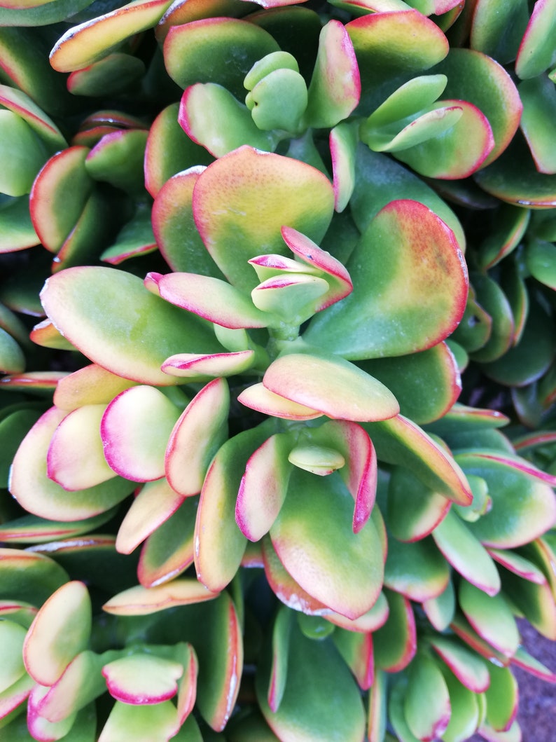 crassula ovata Hummel's sunset / Golden jade tree image 2