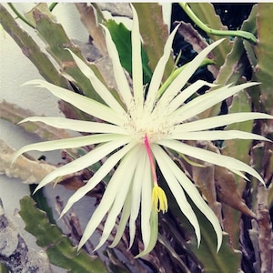 Epiphyllum Hookeri / Orchid cactus / esqueje vivo / live cutting / extraordinary plant / beauty / beautiful / easy growing / white flower