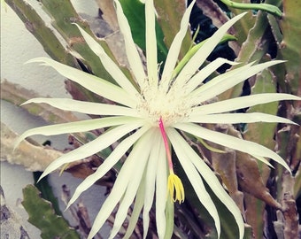 Epiphyllum Hookeri / Orchid cactus / esqueje vivo / live cutting / extraordinary plant / beauty / beautiful / easy growing / white flower