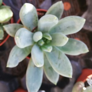 以下が含まれることがあります： ロゼット状に配置された厚みのある多肉質の淡い緑色の葉を持つ多肉植物の真上からの眺め。植物は小さな丸いテラコッタ色の鉢に植えられており、近くには他の同様の植物の一部が見えています。