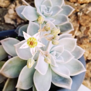 Graptopetalum paraguayense / Mother-of-pearl plant / Rooted plant / Cotyledon paraguayensis / Echeveria weinbergii / Mother-of-pearl plant