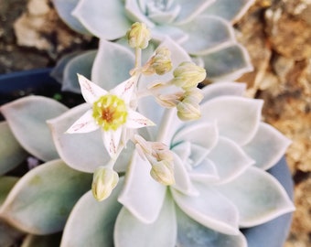 Graptopetalum paraguayense / Mother of Pearl Plant / Rooted Plant / Cotyledon paraguayensis / Echeveria weinbergii / Mother-of-pearl Plant