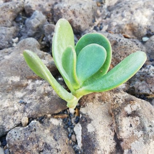 Crassula Ovata Jade Plant Crassula portulacea, Cotyledon lutea, Cotyledon ovata, Crassula argentea, Crassula articulata, Toelkenia ovata image 5