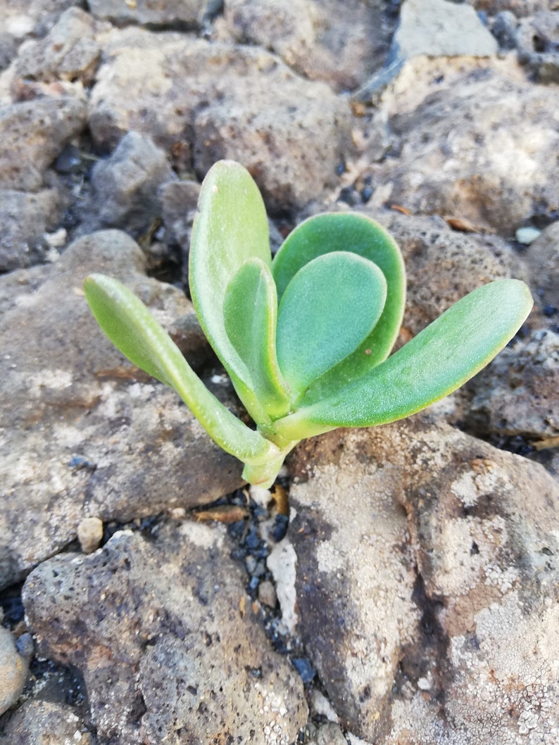 Crassula Ovata Jade Plant Crassula portulacea, Cotyledon lutea, Cotyledon ovata, Crassula argentea, Crassula articulata, Toelkenia ovata image 5