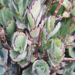 Kalanchoe laxiflora Baker /Kalanchoe tieghemi/ 2 leaves for propagation/ 2 leaves for propagation/ live/ easy growing