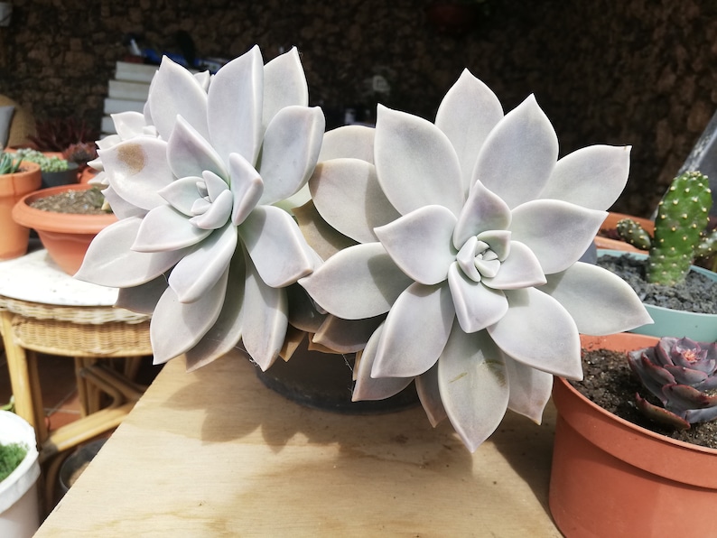 Graptopetalum paraguayense / Mother-of-pearl Plant / Cotyledon paraguayensis / Echeveria weinbergii / Ghost Plant,/ Mother-of-pearl Plant image 2