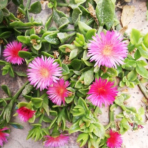 Mesembryanthemum cordifolium /Aptenia cordifolia / Ice plant / baby sun rose/ heart-leaf red aptenia / heartleaf iceplant/ CUTTING image 4