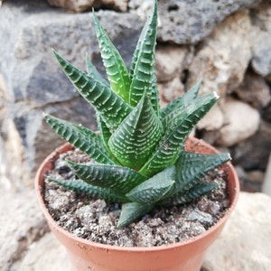 Haworthia Limifolia var. Twister / Piel de Cocodrilo /Live rooted cactus/ Haworthiopsis limifolia /File Leafed Haworthia, Fairies Washboard