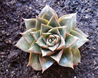 Echeveria dionysos / Echeveria purpuestorum Hybrid / 2 live leaves for propagation / rare succulent cutting