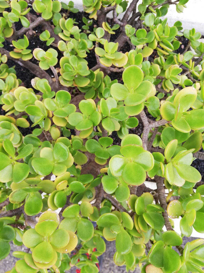 Crassula Ovata Jade Plant Crassula portulacea, Cotyledon lutea, Cotyledon ovata, Crassula argentea, Crassula articulata, Toelkenia ovata image 6