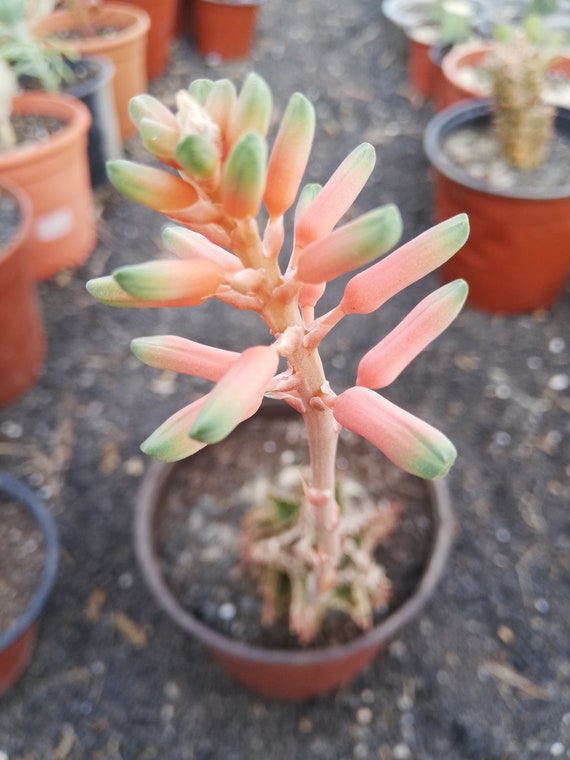 enano Aloe juvenna en maceta de 5,5 enraizadas enano Aloe juvenna en maceta de 5,5 enraizadas