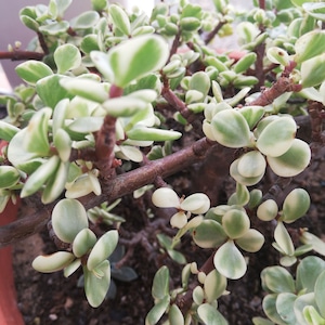 Portulacaria Afra panaché /Bush d&#39;éléphant / coupe / coupe vivante / Arbre d&#39;abondance / Portulacaria afra f. foliis flavo-variegatis