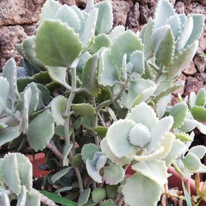 Kalanchoe Millotii