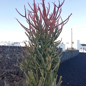 EUPHORBIA TIRUCALLI FIRESTICKS / Sticks on Fire /Pencil Cactus / live cutting / esqueje de suculenta / rare tirucalli / firesticks