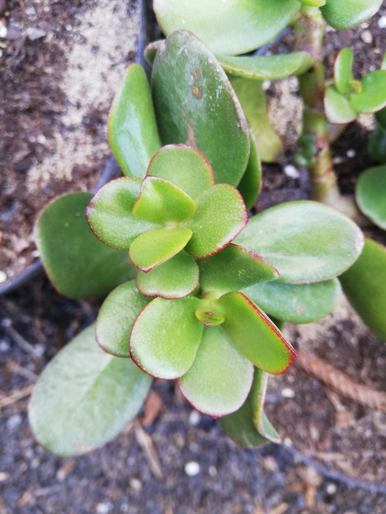 Crassula Ovata Jade Plant Crassula portulacea, Cotyledon lutea, Cotyledon ovata, Crassula argentea, Crassula articulata, Toelkenia ovata image 1