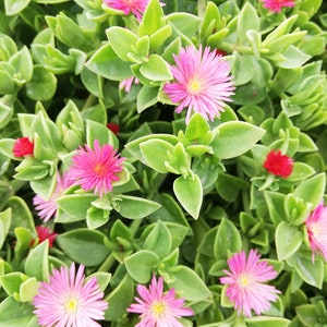 Mesembryanthemum cordifolium /Aptenia cordifolia / Ice plant / baby sun rose/ heart-leaf red aptenia / heartleaf iceplant/ CUTTING image 2