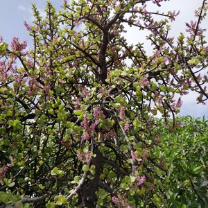 Portulacaria Afra / Elefantenbusch / lebender Schnitt / lebende Pflanze / Baum des Überflusses / Spekboom / Mini Jade / lebende Pflanze / selten