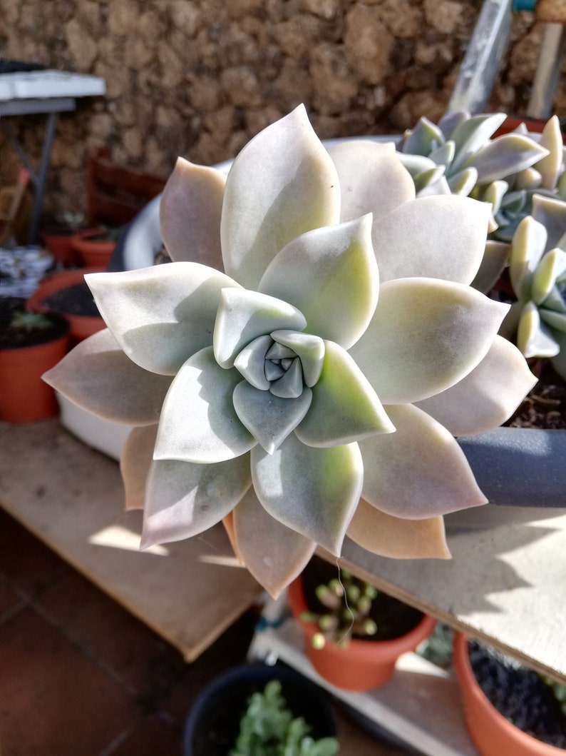 Graptopetalum paraguayense / Mother-of-pearl Plant / Cotyledon paraguayensis / Echeveria weinbergii / Ghost Plant,/ Mother-of-pearl Plant image 8