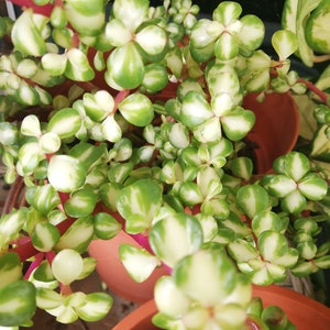 Portulacaria afra Medio-picta/Midstripe Rainbow bush/afra rainbow plant cutting/live cutting/variegated elephant bush /rainbow elephant bush