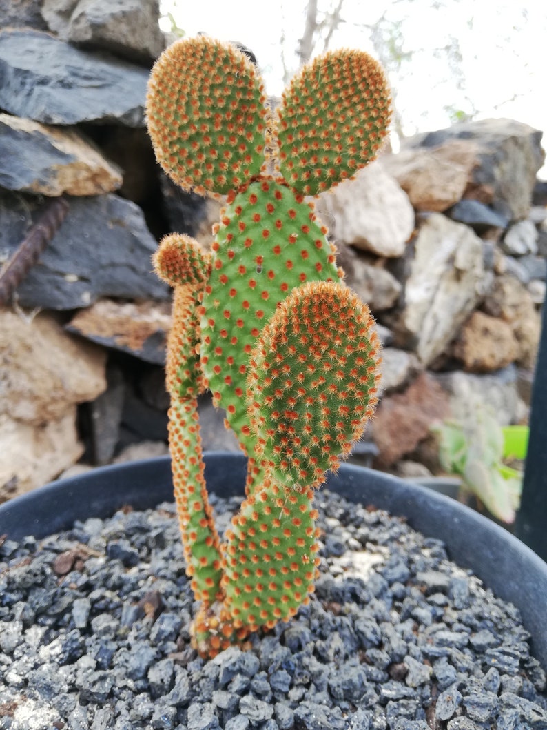 Opuntia microdasys subsp. Rufida / Reddish Nopal/ cactus red bunny ears image 4