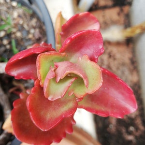 kalanchoe sexangularis / bushveld kalanchoe / red-leaved kalanchoe / bosveldplakkie/ rooiblaarplakkie (Afr.) / 2 leaves for propagation