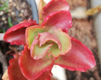 kalanchoe sexangularis / bushveld kalanchoe / red-leaved kalanchoe / bosveldplakkie/ rooiblaarplakkie (Afr.) / 2 leaves for propagation