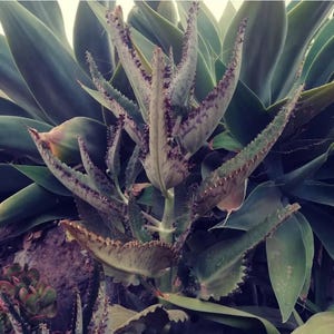 Madre Di Migliaia  Kalanchoe Daigremontiana , Piante Succulente Dicotiledoni 133325550 - Foto 5