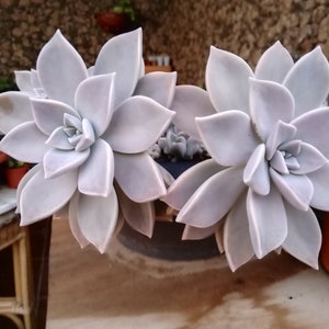 Graptopetalum paraguayense / Mother-of-pearl Plant / Cotyledon paraguayensis / Echeveria weinbergii / Ghost Plant,/ Mother-of-pearl Plant image 4