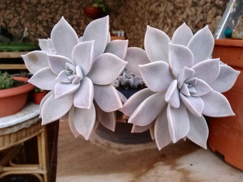 Graptopetalum paraguayense / Mother-of-pearl Plant / Cotyledon paraguayensis / Echeveria weinbergii / Ghost Plant,/ Mother-of-pearl Plant image 4