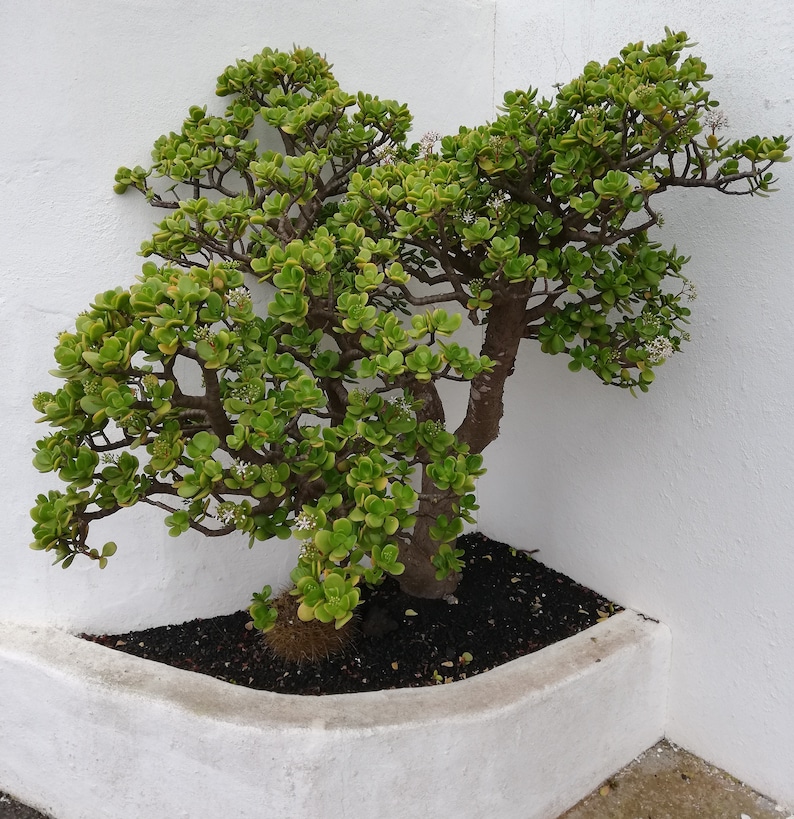 Crassula Ovata Jade Plant Crassula portulacea, Cotyledon lutea, Cotyledon ovata, Crassula argentea, Crassula articulata, Toelkenia ovata image 8