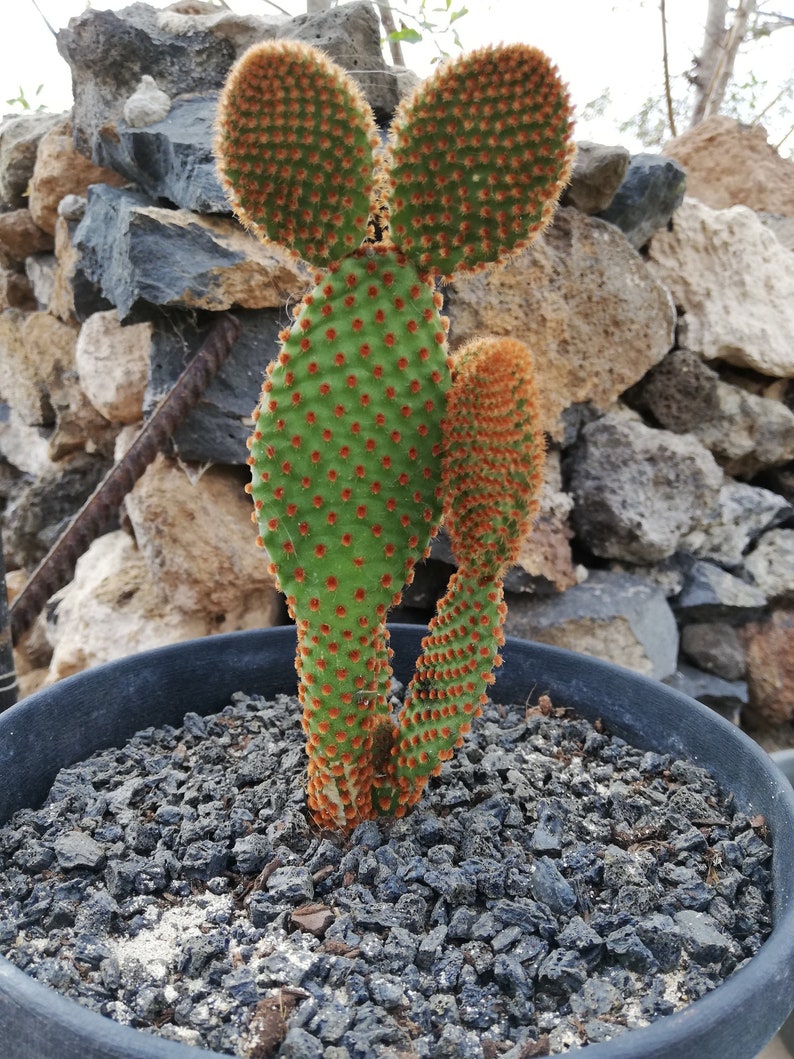 Opuntia microdasys subsp. Rufida / Reddish Nopal/ cactus red bunny ears image 1