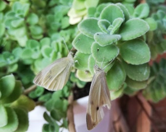 Plectranthus cilindraceous / levende stek / Vick vaporu plant / vetplanten /