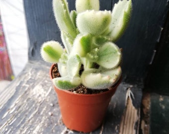 Cotyledon tomentosa subs. ladismithiensis VARIEGADA /Bear's Paw VARIEGATE/ Pata de oso/esqueje vivo/live cutting/Kitten Paw/Woolly Cotyledon