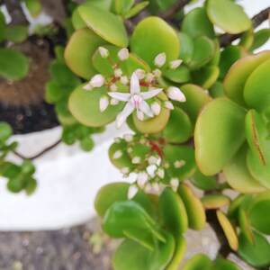 Crassula Ovata Jade Plant Crassula portulacea, Cotyledon lutea, Cotyledon ovata, Crassula argentea, Crassula articulata, Toelkenia ovata image 2