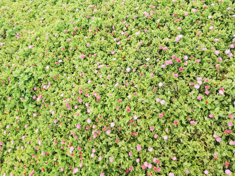 Mesembryanthemum cordifolium /Aptenia cordifolia / Ice plant / baby sun rose/ heart-leaf red aptenia / heartleaf iceplant/ CUTTING image 10