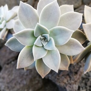 Graptopetalum paraguayense / Mother-of-pearl Plant / Cotyledon paraguayensis / Echeveria weinbergii / Ghost Plant,/ Mother-of-pearl Plant image 6