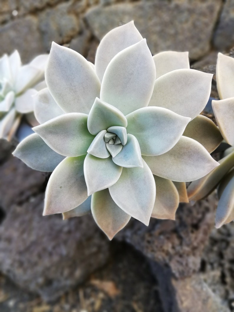 Graptopetalum paraguayense / Mother-of-pearl Plant / Cotyledon paraguayensis / Echeveria weinbergii / Ghost Plant,/ Mother-of-pearl Plant image 6