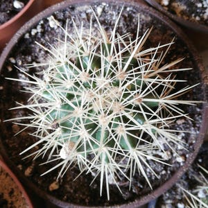 Echinocactus Grusonii / Golden Barrel Cactus / Echinocactus grusonii Hildm /succulent / live plant/ rare/ asiento de suegra